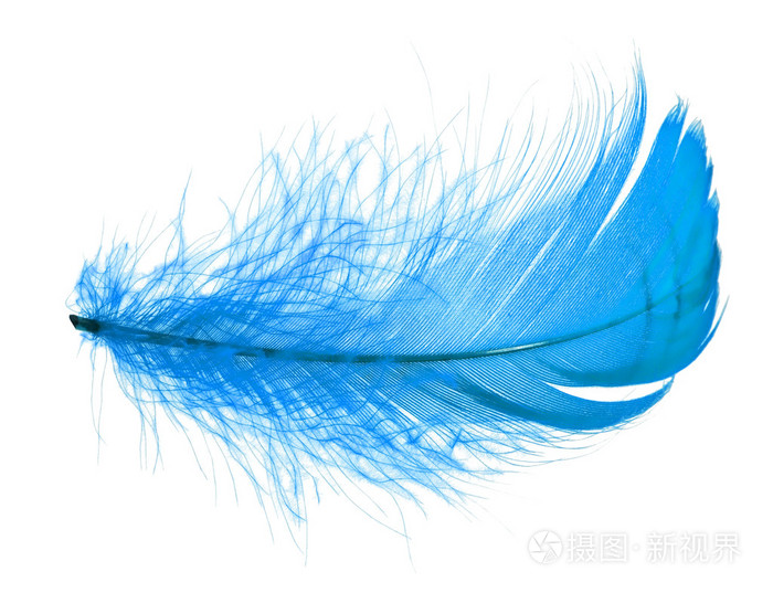 蓝色羽毛