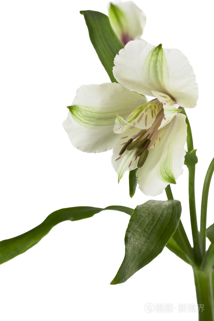408白色百合花