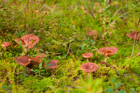 在 moss 中的 milkcap 蘑菇