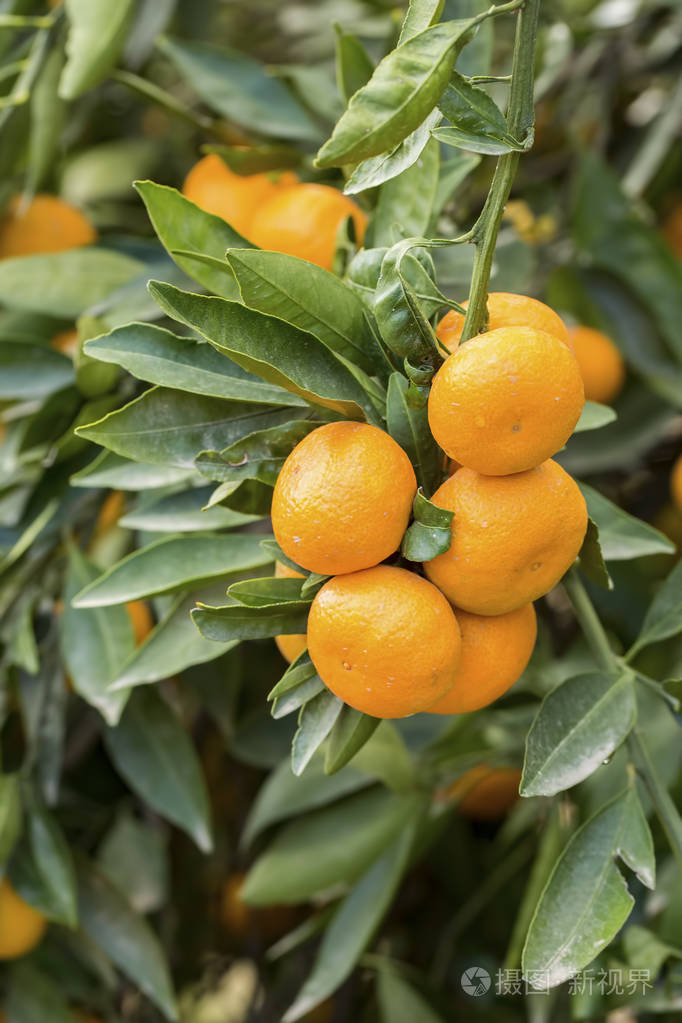 桔子树果子农业