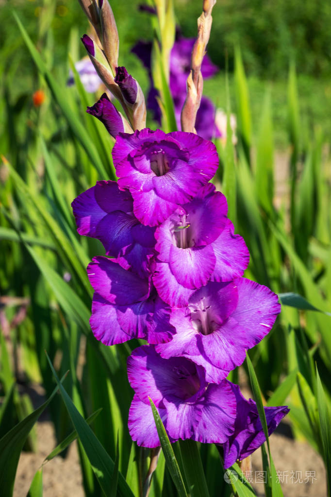 唐菖蒲闭上美丽的花朵盛开在花园里