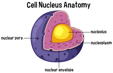 细胞核结构平面图图片