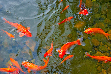 明亮的红色锦鲤鱼游在开阔的池塘, 红色, 白色和橙色的鱼在开阔的水域