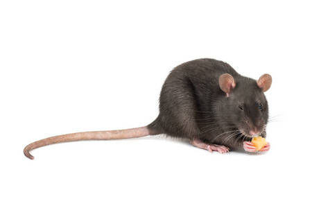 灰色老鼠咬一块奶酪在白色背景上