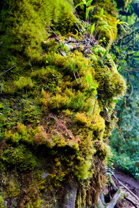 在马来西亚国家公园的金马伦高原山上长满苔藓的森林徒步旅行时, 美丽的植物特写。东南亚植物区系
