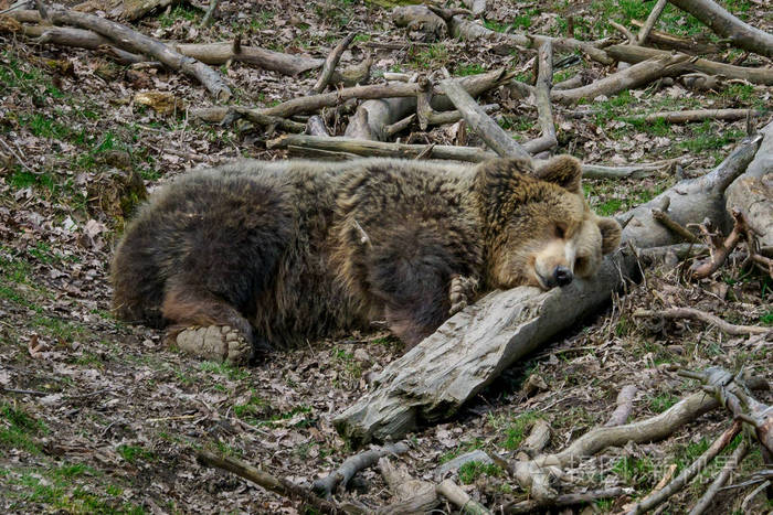 棕色熊在睡觉熊睡在树林里的山顶上