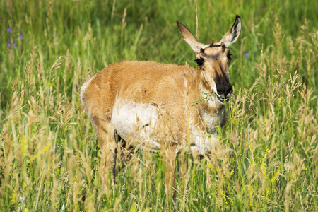 在南达科他州黑山的卡斯特州立公园里的叉角羚