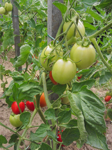 红番茄植物自制的菜园里