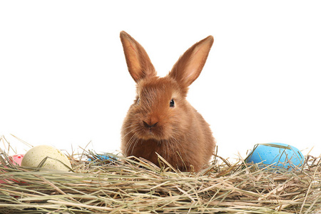 可爱的兔子在干草与复活节彩蛋对白色背景