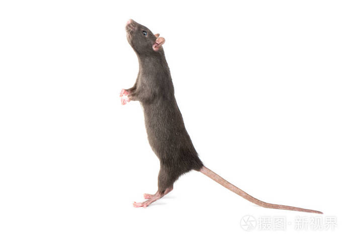 灰色老鼠站立在后腿在白色背景上