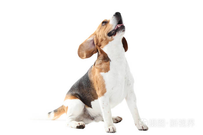 在白色背景上孤立比格犬照片 正版商用图片05uod1 摄图新视界