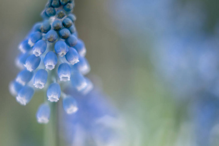 蓝色风信子春季花卉特写自然春季背景