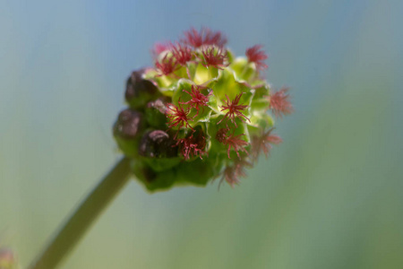 沙拉伯内特 Poterium 地榆中亚种地榆中。玫瑰家族多年生植物 Flowerhead 蔷薇, 用作沙拉的配料