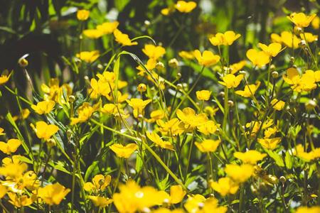黄色的花朵在森林的空地上, 花朵点缀着森林, 使它更具吸引力。在一个盐日, 似乎整个空地闪耀