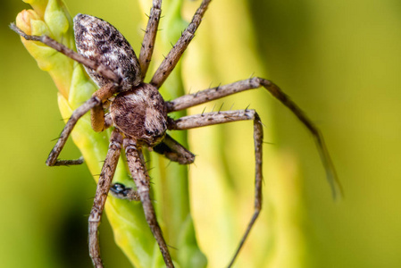 特写蜘蛛图片