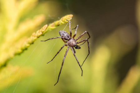 特写蜘蛛图片