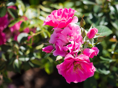 盛开的花园里鲜艳的粉红色玫瑰丛