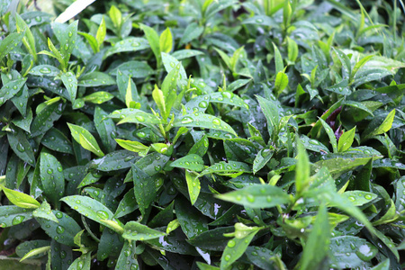 植物在雨背景以后