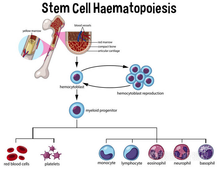 造血过程图图片