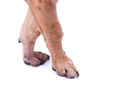 白色背景下的狗爪照片