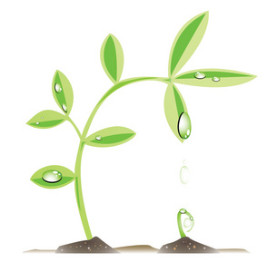 豆芽成长植物水给豆芽照片