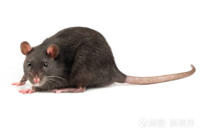 白色背景下的活性灰鼠