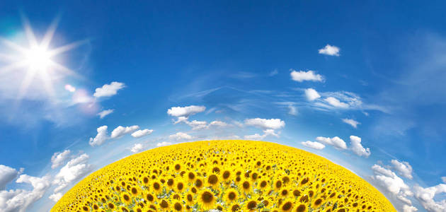 美丽的金色 Sunflowerfield 和蓝天的星球