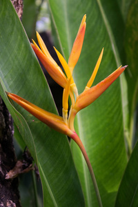 辉煌橙花橙姜百合花茎照片