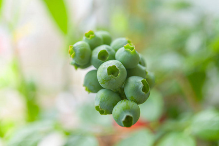 花园春天树枝上未成熟的蓝莓浆果照片