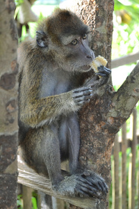猕猴坐在一棵树和吃