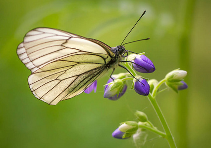 白蝴蝶在花上