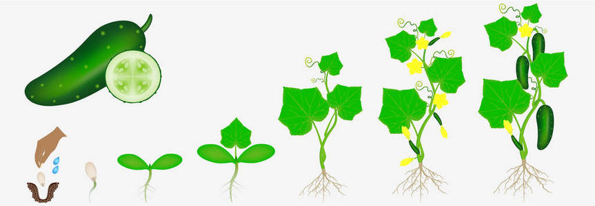 黄瓜植株在白色背景下分离的黄瓜植株生长周期照片