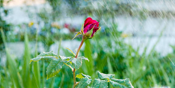 一朵红玫瑰在花园里滴水