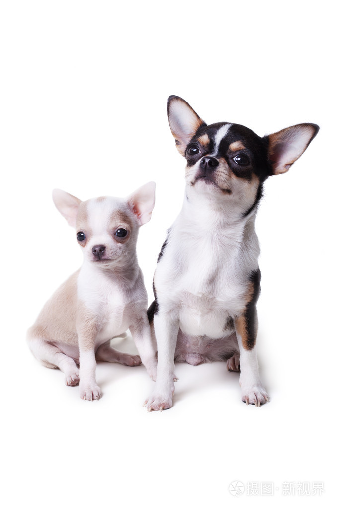 奇瓦瓦州的两只狗