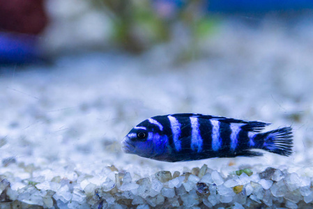 丽或 cichlidae 的蓝色热带鱼在水族馆.