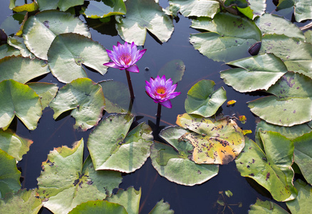 池塘里的粉红色莲花花