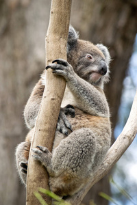考拉坐落在动物园的树枝上。澳大利亚