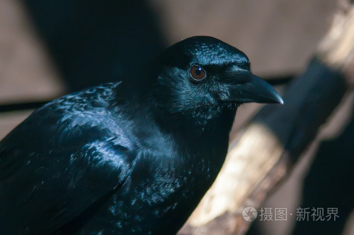黑乌鸦