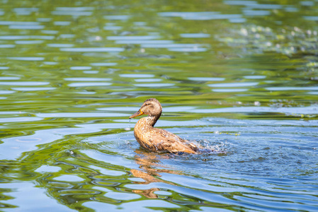野鸭或阿纳斯 platyrhynchos 在湖中游泳