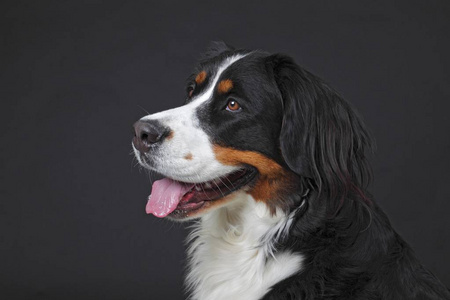 狗欧洲bernese 山狗, 狗肖像, 德国, 欧洲照片