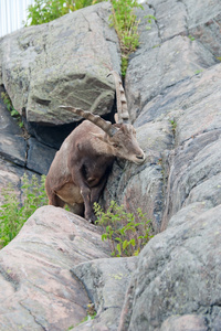 高山 ibex