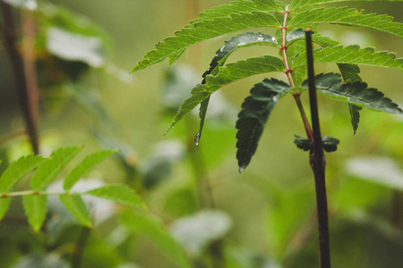 绿色的树叶与雨滴