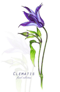 植物学插图。明信片上有紫色的铁线莲花。仿水彩。用酒精标记绘制