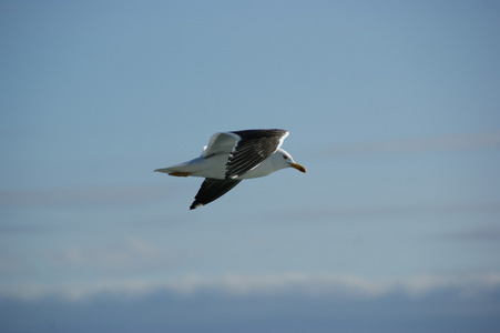 magdalenen 峡湾 2009