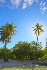 愉快 palmtrees 对印度洋海岸