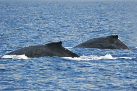 两条鲸鱼