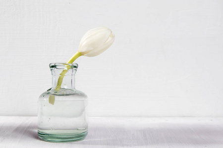 白色背景玻璃瓶中的两朵白色盛开的郁金香