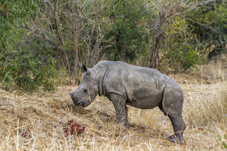 南非克鲁格国家公园南部白犀牛Rhinocerotidae 白犀属 simum simum 系列