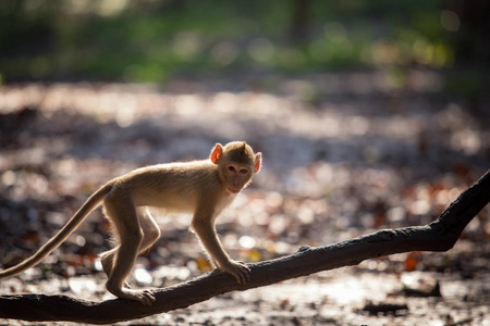 在树枝上的猴子图片