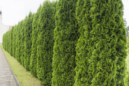 唐菖蒲侧柏图片